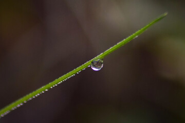 water drops on a green grass