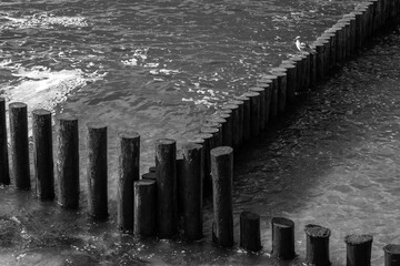 Seagulll is on old wooden breakwater structure. Baltic Sea coast