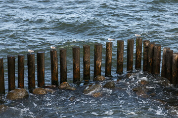 Seagullls are on old wooden breakwater structure. Baltic Sea coast