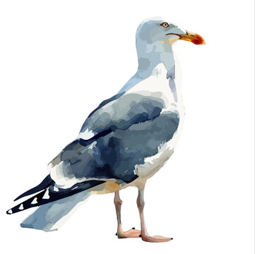 recommend clip art: Watercolor of Seagull, isolated on a white background, and Seagull vector