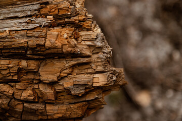 
Photophone. Texture of old wood. Wood decomposition. Warm picture. Beautiful wood texture. Log. Wood patterns. Cracks on the log.