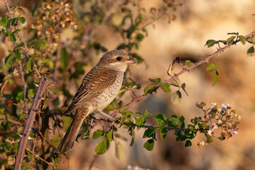 Red - Backed Shrike perched on a bush
