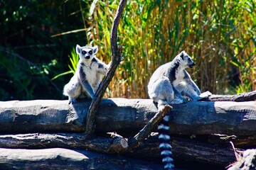 Coppia di lemuri seduti su un tronco