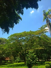 shady trees in the Sriwijaya archaeological park. nature background