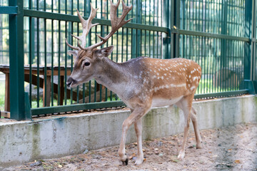 A young deer walks in the animal pen