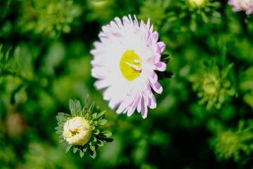 This is a closeup image showcasing a beautiful pink flower that features a vibrant yellow center,...