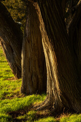 Calatañazor juniper forest in Soria at sunset, Castilla y Leon, Spain.