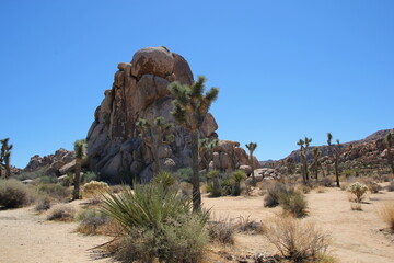 Joshua Tree Nationalpark