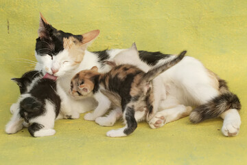 A mother cat is nursing her kittens. This mammal, which is often used as a pet, has the scientific name Felis catus.