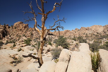 Joshua Tree Nationalpark