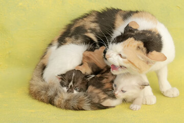 A mother cat threatens an intruder that approaches her kittens. This mammal, which is often used as a pet, has the scientific name Felis catus.