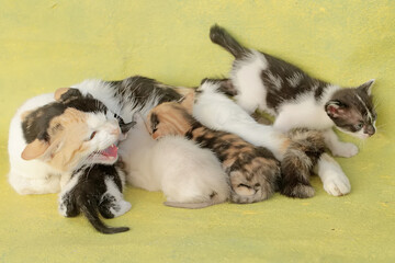 A mother cat is nursing her kittens. This mammal, which is often used as a pet, has the scientific name Felis catus.