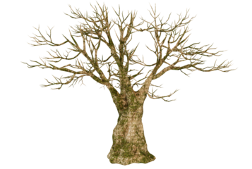 Bare Tree Silhouette with Dark Background. Isolated, Dead, Fall, Winter, Nature