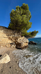 A lonely cypress grows on the rocky shore of the Adriatic Sea. Landscape