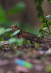 chameleons or wild calotes. Invasive animals that live and thrive in Indonesia.