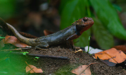 chameleons or wild calotes. Invasive animals that live and thrive in Indonesia.