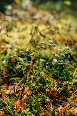 leaves wild berry cranberries background