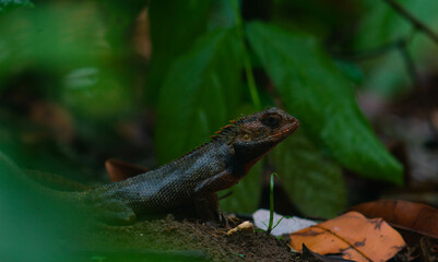 chameleons or wild calotes. Invasive animals that live and thrive in Indonesia.