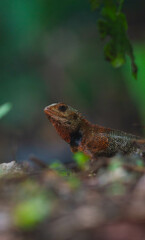chameleons or wild calotes. Invasive animals that live and thrive in Indonesia.