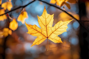 Fototapeta premium Golden Maple Leaves Shine