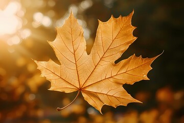 Golden Maple Leaves Shine