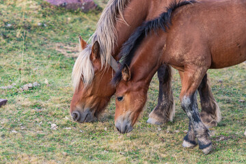 Fototapeta premium Close-up of a mother horse and her young foal grazing in a field.