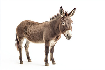 Obraz premium A Trio of Donkeys Posing Together in Harmony Three donkeys standing together in a group, showcasing their calm demeanor