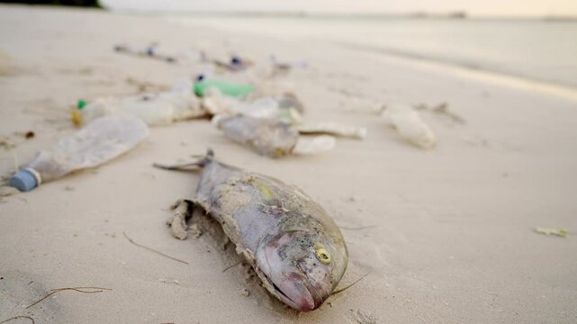 Dead fish on a beach trashed with plastic waste, ocean in background, marine life killed by debris