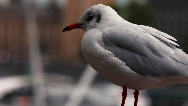 a white bird Black-headed Gull, Portcullis House London Landmark London Westminster Hall Iconic Landmark Palace of Westminster British Architecture UK Parliament England United Kingdom 