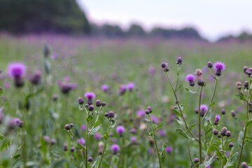 Obraz premium purple thistle meadow field