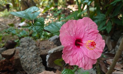 This image vivid pink hibiscus flower blooms gracefully. Its delicate, crinkled petals radiate from a deep red center, crowned with golden stamens. The lush green leaves add a beautiful contrast . © Ravindu