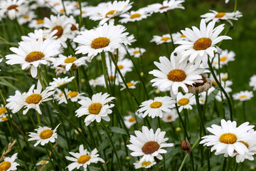 
white daisies in the grass with green leaves