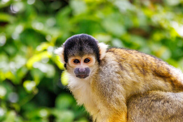 Closeup of a black capped squirrel monkey, Saimiri boliviensis. A New World monkey native to the upper Amazon basin in Bolivia, western Brazil and eastern Peru.