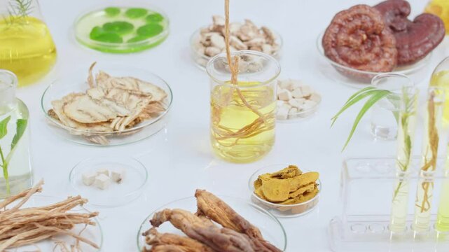Codonopsis javanica taken out of yellow liquid glass beaker, which displayed on white laboratory table next to plenty laboratory glassware containing oriental medicine. High angle view, space for text