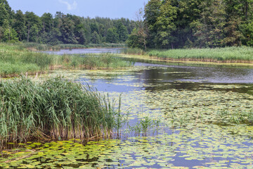 
the reflection of the trees in the water with overgrown water grasses