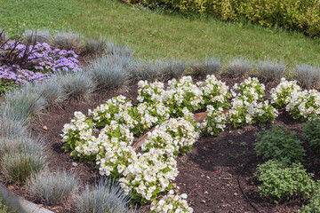 Obraz premium colorful flowers arranged in a circle in the garden