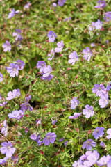 
close up of small purple flowers in garden with small green leaves