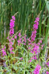 
purple flowers in the garden on a background of green leaves