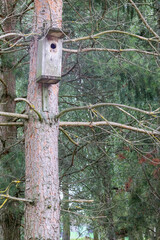 a birdhouse on a pine tree