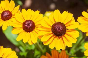 Sonnenblumen, Blume, Blüte, Deutschland, Europa