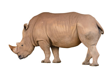 Fototapeta premium african rhinoceros isolated on white background