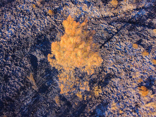 a pine tree surviving a forest fire, aerial view by drone