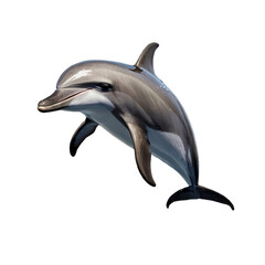 Fototapeta premium dolphin with transparent background PNG and JPEG image