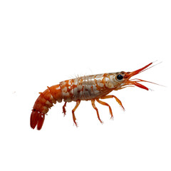 crayfish  with transparent background PNG and JPEG image