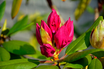 pąki kwiatowe różanecznika, czerwone pąki kwiatowe rododendrona, Rhododendron, red flower buds...