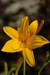 Obraz premium żółty liliowiec (Hemerocallis Dumortieri), majowy liliowiec, daylily, day lily, ditch-lily 