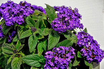 fioletowy heliotrop peruwiański, Heliotropium arborescens, garden heliotrope flower,