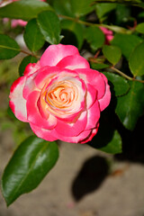 biało-różowa róża w ogrodzie, pink rose in the garden, róża rabatowa odmiana "Jubilee du Prince de Monaco", Rose 'Jubilée du prince de Monaco' © kateej