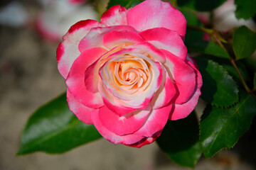 biało-różowa róża w ogrodzie, pink rose in the garden, róża rabatowa odmiana 