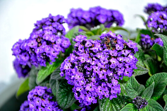 fioletowy heliotrop peruwiański, Heliotropium arborescens, garden heliotrope flower,